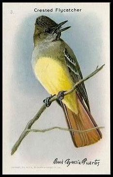 3 Crested Flycatcher
